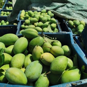 中国驻柬大使馆：柬埔寨将有望每年出口50万吨芒果到中国！